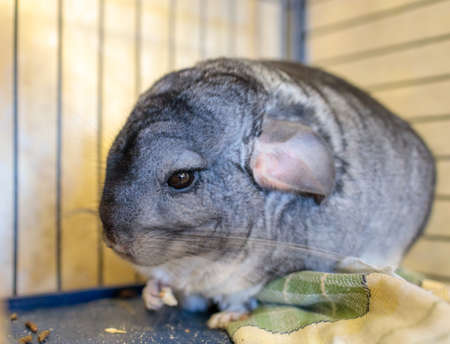 gray chinchilla sits in a cage and eats a nut, pressed ears, blurの写真素材