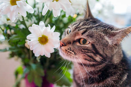 tabby cat sits by flowers and sniffs a flower