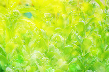 sunny day and green leaves and rainの写真素材