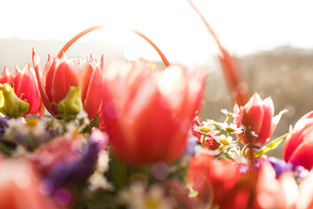 background of spring flowers against the background of the sun, close-upの写真素材