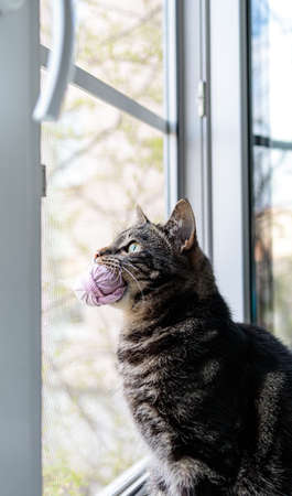 cat sits on the window and holds pink socks in his mouthの写真素材