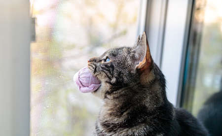 cat sits on the window and holds pink socks in his mouthの写真素材