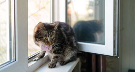 cat sits on the window and holds pink socks in his mouthの写真素材
