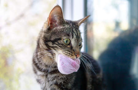 cat sits on the window and holds pink socks in his mouthの写真素材