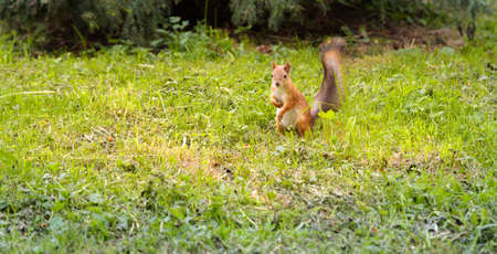 squirrel runs on green grass and hides a nut, summerの写真素材