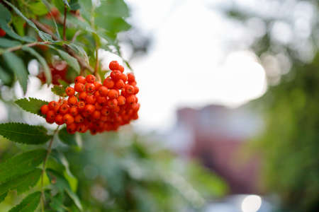 a bunch of red rowan berries on a background of green leaves and skyの写真素材