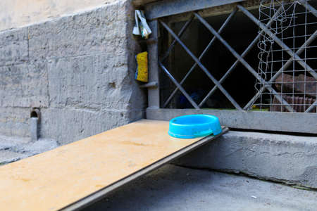 blue cat bowl stands on a wooden board opposite the window to the house (to the basement)の写真素材