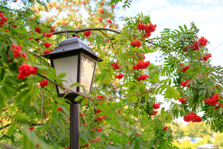 lamppost against the background of red rowan branchesの写真素材