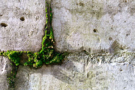 green moss texture on stone tiles backgroundの写真素材