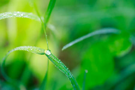 drop of water on a blade of grass after rain, early morning, summerの写真素材