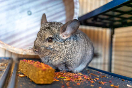 a large gray chinchilla sits in a cage and eats a herbal stickの写真素材