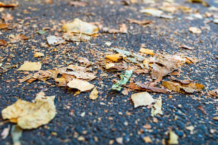 many fallen leaves lie on the asphalt, autumnの写真素材