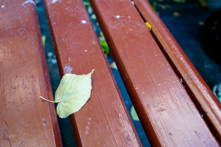 fallen leaf lies on a wooden bench, autumnの写真素材