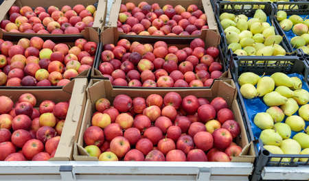 juicy red apples on the store counterの写真素材