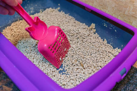 scoop and cat litter in the litter boxの写真素材