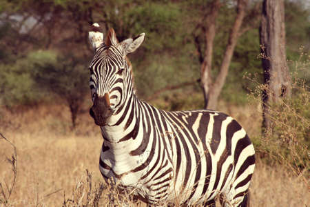 Zebra at Tarangire National Park, Tanzaniaの写真素材
