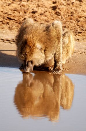 Monkey reflecting in the water while drinkingの写真素材