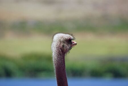 Head of an oystrich in Ngorongoro N.P. in Tanzaniaの写真素材