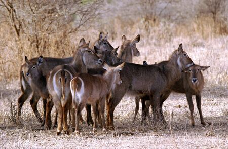 Deer gathering in Tarangire National Park in Tanzaniaの写真素材