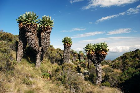 Trees on the Mount Kilimanjaro in Tanzaniaの写真素材