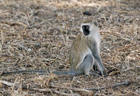Monkey in Ngorongoro National Park in Tanzaniaの写真素材