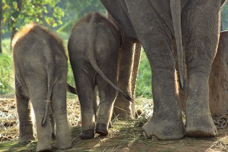Two baby eliphants in Chitwan National Park in Nepalの写真素材