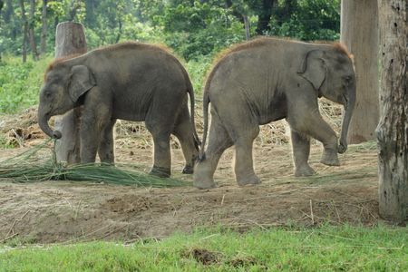 Two baby eliphants in Chitwan National Park in Nepalの写真素材