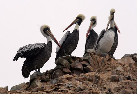 Pelicans on a rockの写真素材