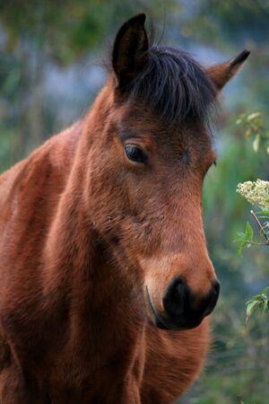 Horse in the Andes Mountains in Peruの写真素材