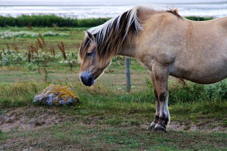Dutch horseの写真素材