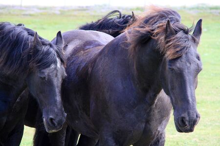 Frisian horsesの写真素材