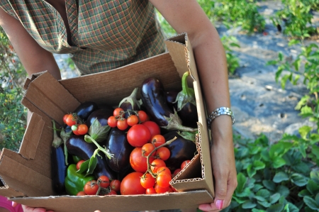 Organic farming, harvesting of vegetables  Basket with tomatoes and eggplant の写真素材