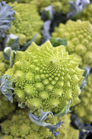 Roman green cabbage fractal shapedの写真素材