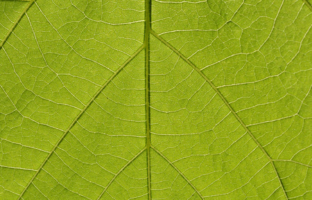 veins of green leaf in backlight