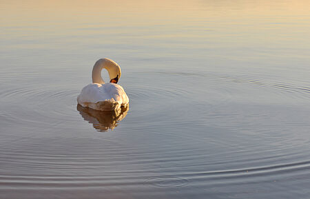Lonely swan on lake at sunset at sunset
