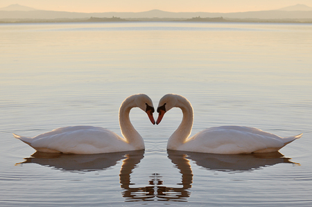 Two swans on lake at sunset at sunsetの写真素材