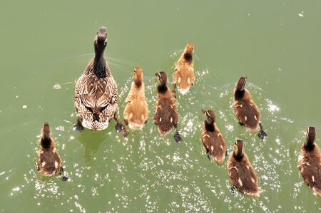 mother mallard with ducklings on water surface