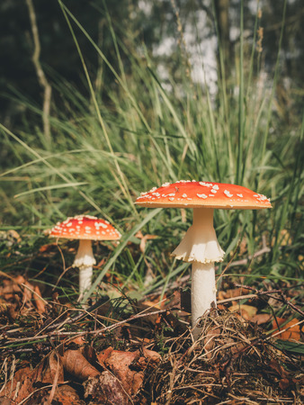 Close-Up Surface Level Of Mushroomの写真素材
