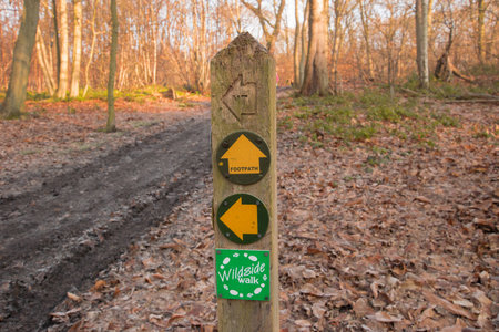 Signpost in the forest
