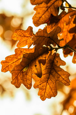Autumn leaves in golden light