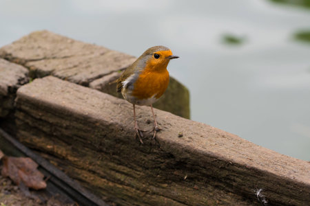 Robin