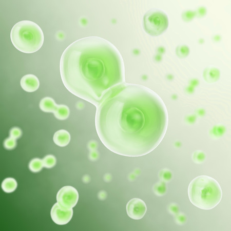 Cell divides into two cells, scientific backgorund. 3d illustrationの写真素材