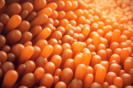 3D illustration close-up Intestinal villi. Intestine lining. Microscopic villi and capillary. Human intestine. Concept of a healthy or diseased intestine.の写真素材