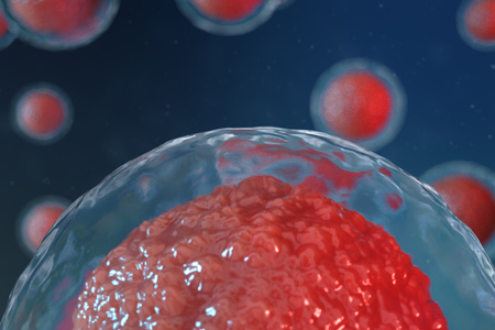 3D illustration egg cells embryo. Embryo cells with red nucleus in center. Human or animal egg cells. Medicine scientific concept. Development living organism at the cellular level under microscope.の写真素材