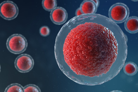 3D illustration egg cells embryo. Embryo cells with red nucleus in center. Human or animal egg...