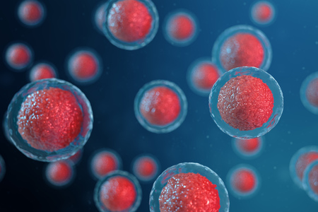 3D illustration egg cells embryo. Embryo cells with red nucleus in center. Human or animal egg cells. Medicine scientific concept. Development living organism at the cellular level under microscope.の写真素材