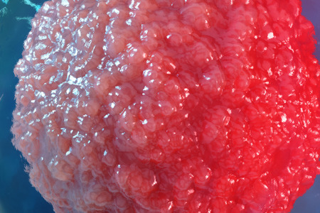 3D illustration egg cells embryo. Embryo cells with red nucleus in center. Human or animal egg...