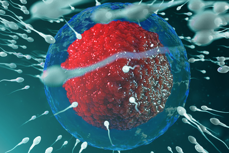 3D illustration sperm and egg cell, ovum. Sperm approaching egg cell. Native and natural fertilization. Conception the beginning of a new life. Ovum with red core under the microscope, movement spermの写真素材