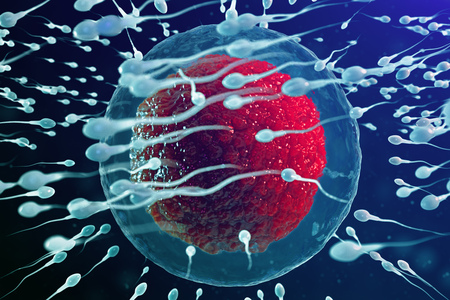 3D illustration sperm and egg cell, ovum. Sperm approaching egg cell. Native and natural fertilization. Conception the beginning of a new life. Ovum with red core under the microscope, movement spermの写真素材