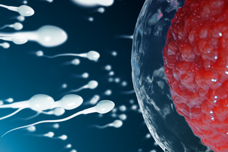 3D illustration sperm and egg cell, ovum. Sperm approaching egg cell. Native and natural...